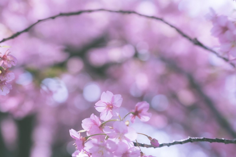 cherry-blossoms-in-bloom