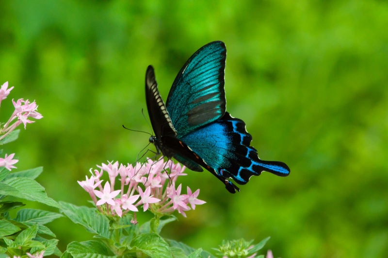 Butterflies-sucking-nectar-from-flowers