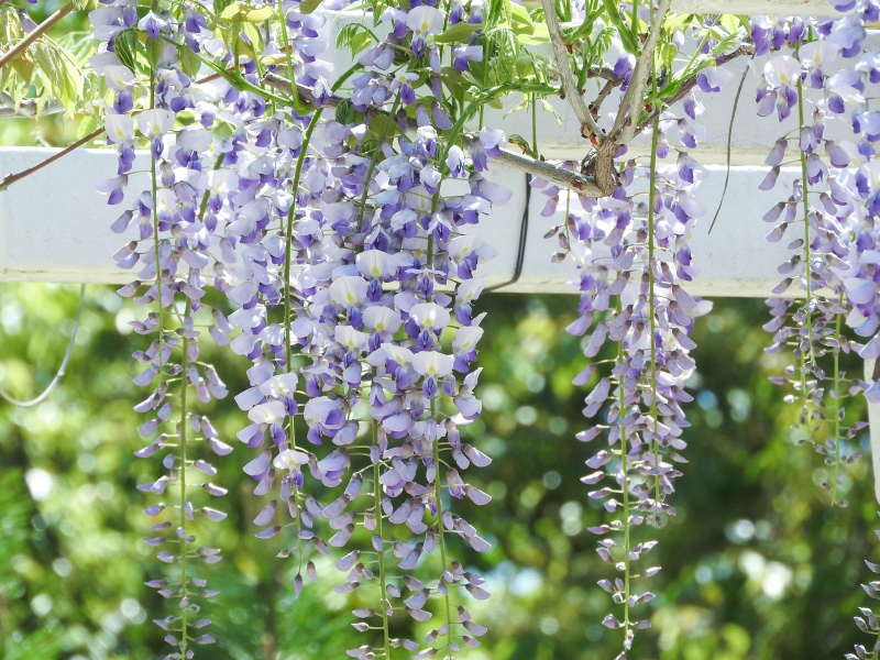 wisteria-in-bloom