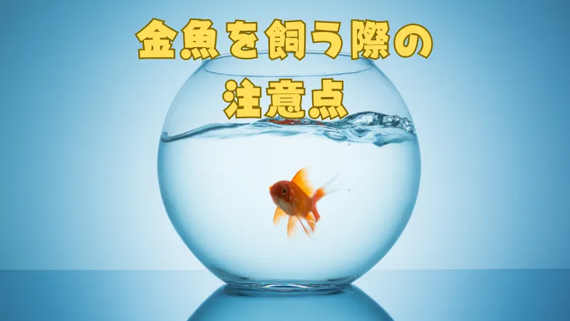 青い空間に置かれた1匹の金魚が泳ぐ金魚鉢