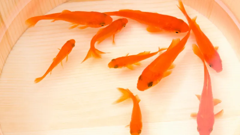 木桶の中で泳ぐ大きさが違う9匹の赤い金魚たち