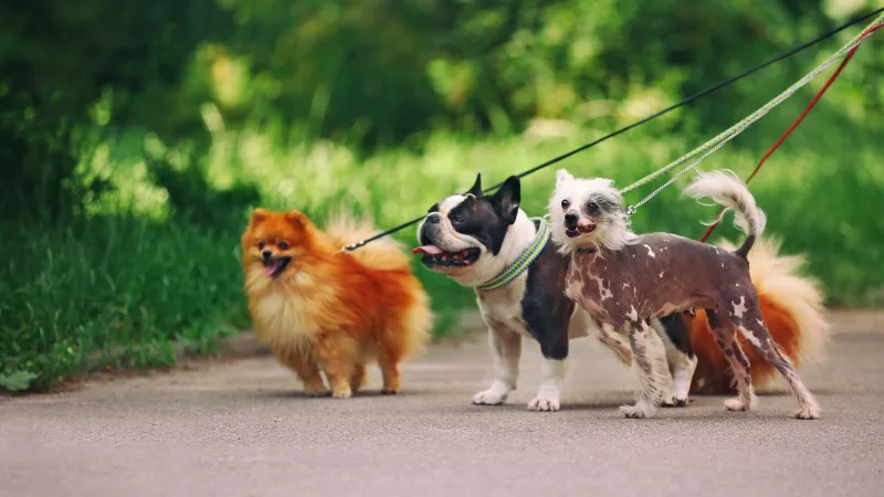 緑の多い公園内の道を散歩する、リードに繋がれた3匹の犬