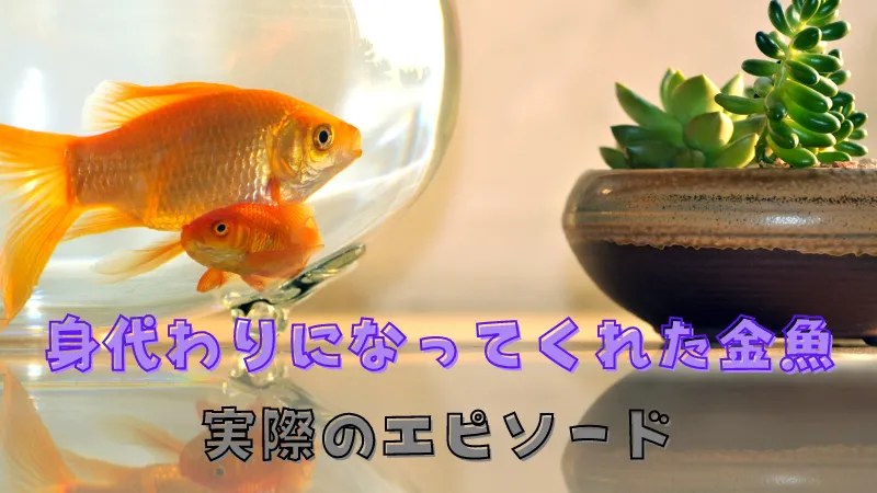 2匹の金魚が泳ぐ金魚鉢の隣に置かれた多肉植物