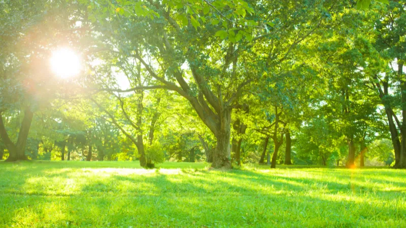 生い茂る木々の間からこぼれる朝日に照らされてキラキラ輝く緑の芝生