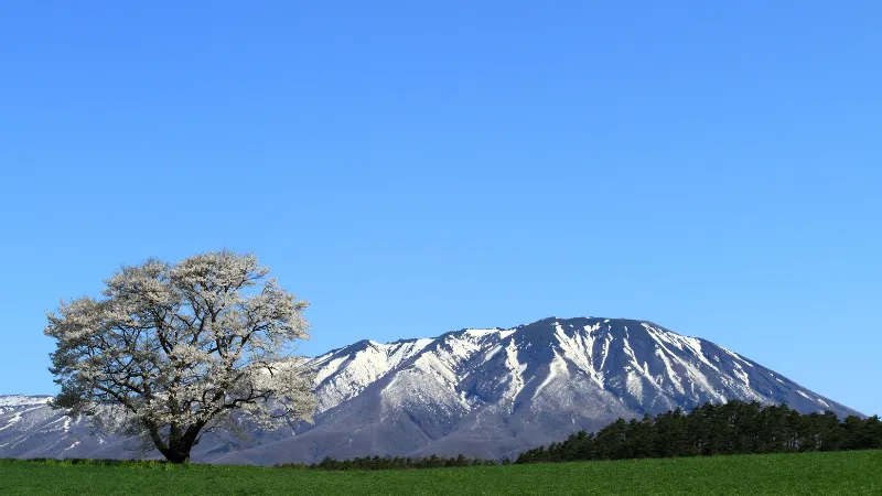 小岩井農場の桜と、後ろにそびえる雪化粧の岩手山