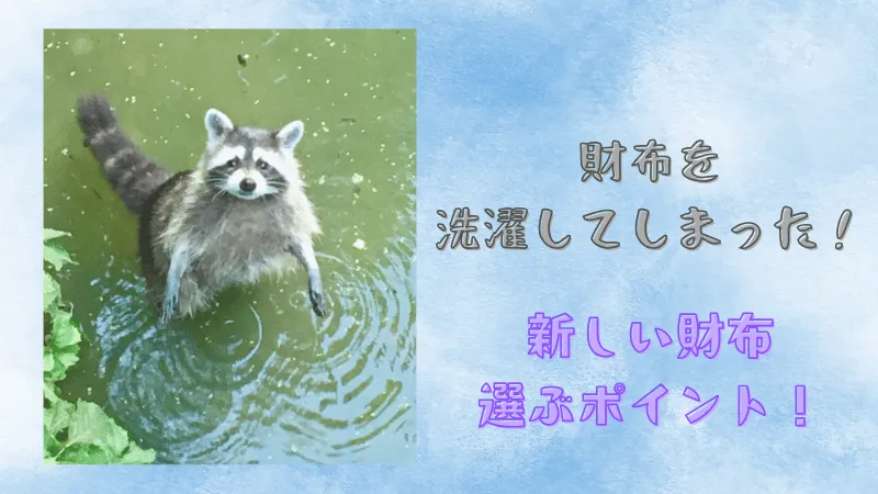 水の中で立ち上がり、こちらを見上げるアライグマ