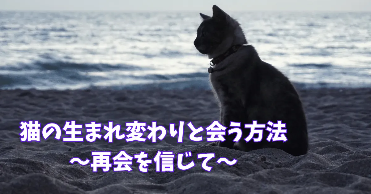 猫の生まれ変わりと会う方法